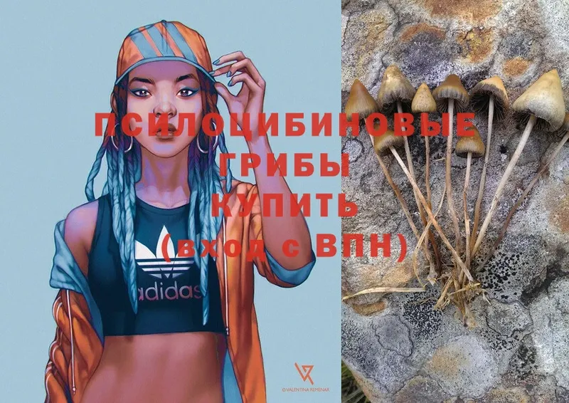 Псилоцибиновые грибы Psilocybe  Борисоглебск 